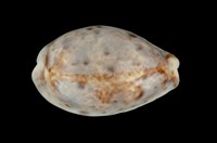 藏品(山貓寶螺)的圖片